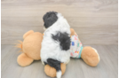 Havapoo Puppy for Adoption