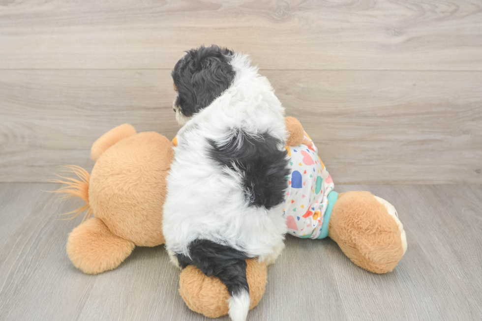 Havapoo Puppy for Adoption