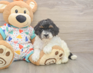 7 week old Havapoo Puppy For Sale - Premier Pups