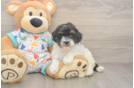 Havapoo Puppy for Adoption