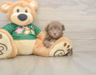 6 week old Havapoo Puppy For Sale - Premier Pups