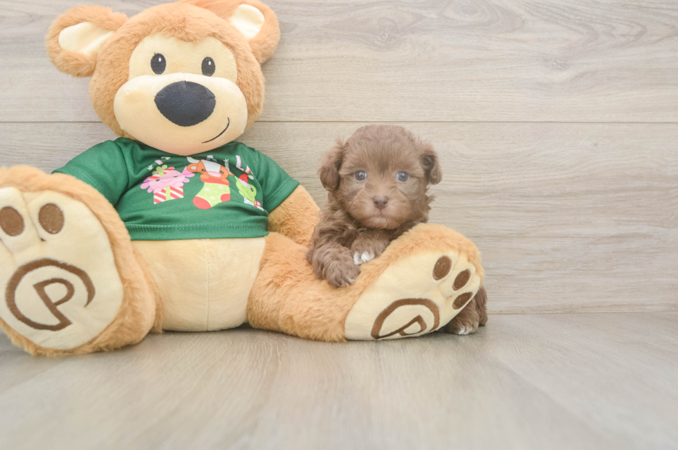 6 week old Havapoo Puppy For Sale - Premier Pups