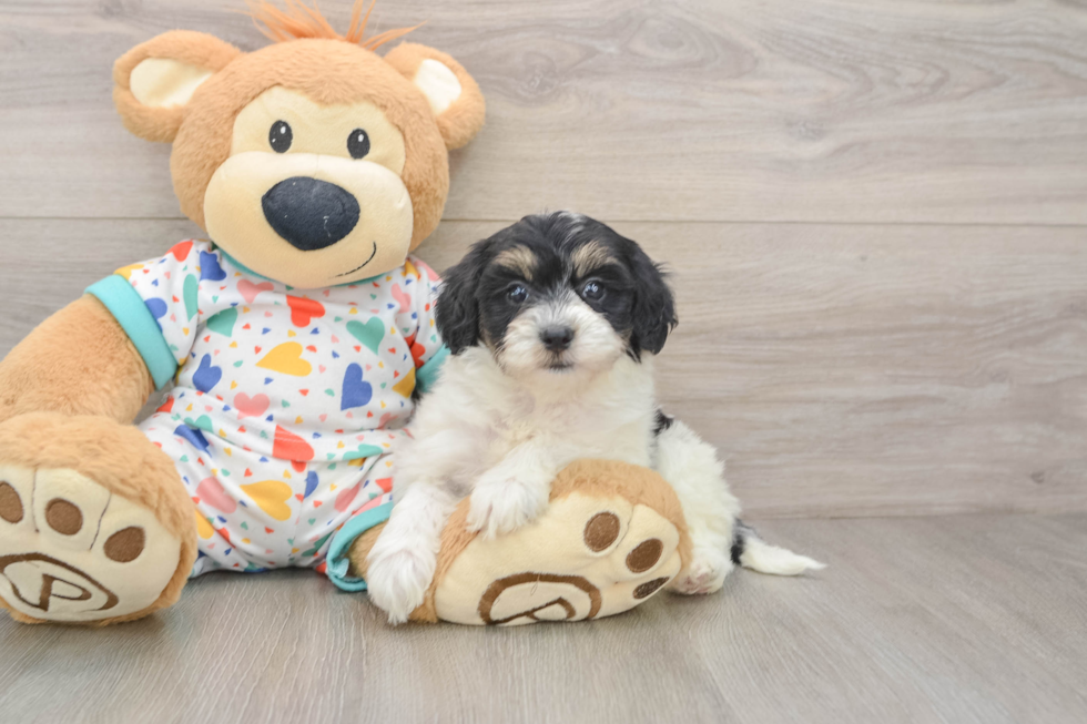 Havapoo Pup Being Cute