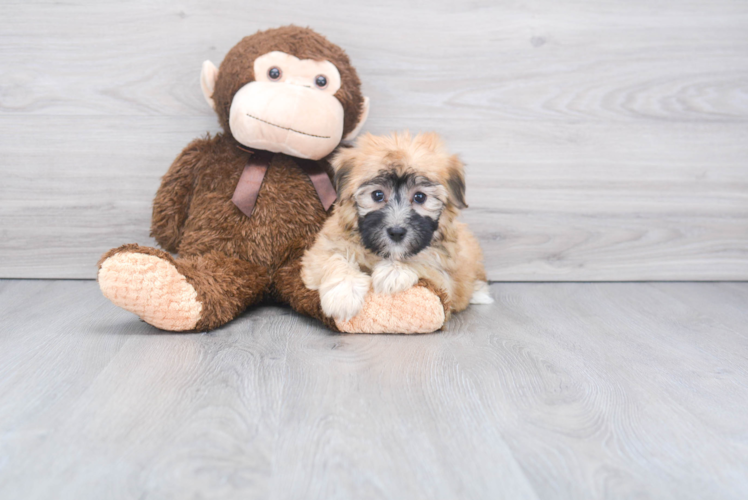 Havapoo Pup Being Cute