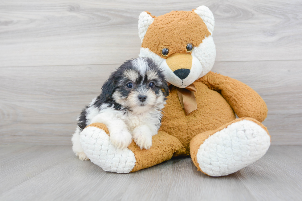 Petite Havapoo Poodle Mix Pup