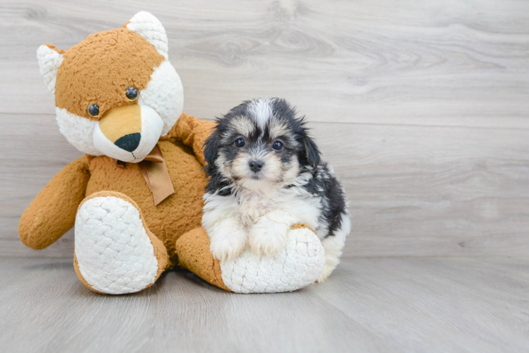 Petite Havapoo Poodle Mix Pup