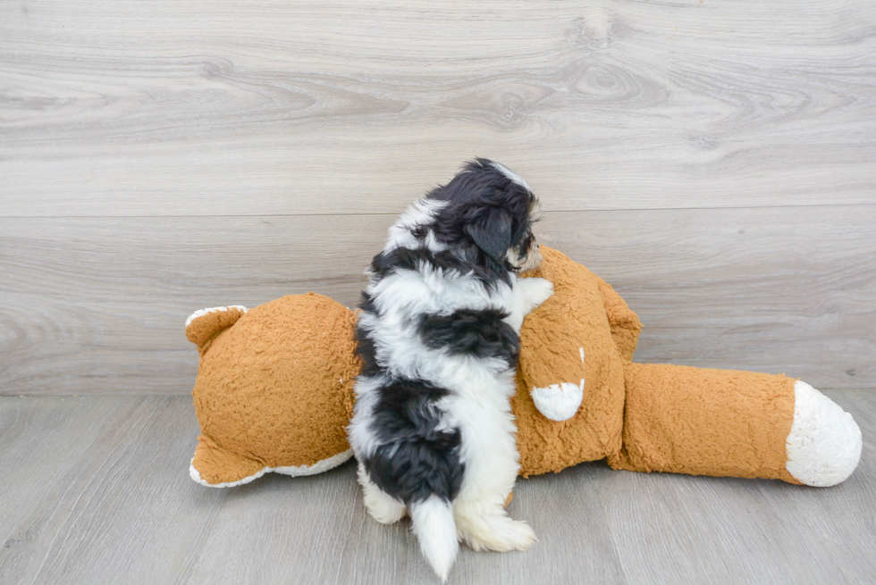 Playful Havanese Poodle Mix Puppy