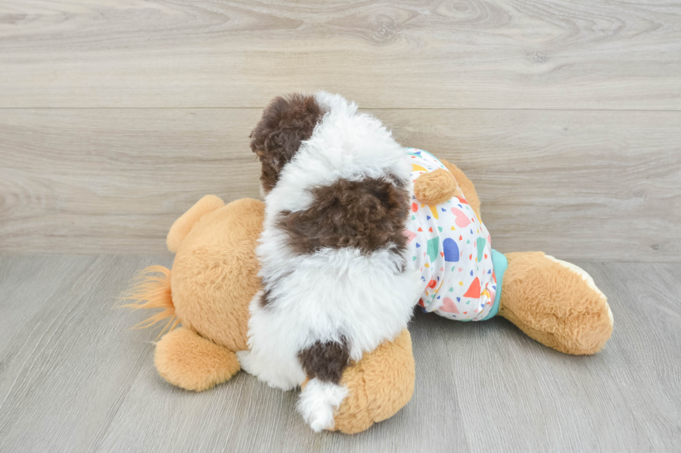 Havapoo Pup Being Cute