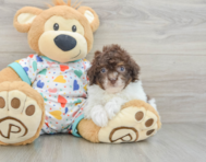9 week old Havapoo Puppy For Sale - Premier Pups