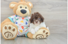 Havapoo Pup Being Cute