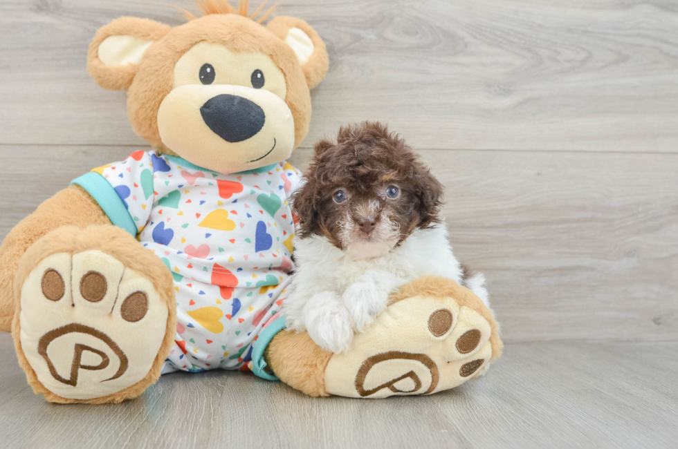 5 week old Havapoo Puppy For Sale - Premier Pups
