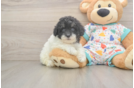 Small Havapoo Baby