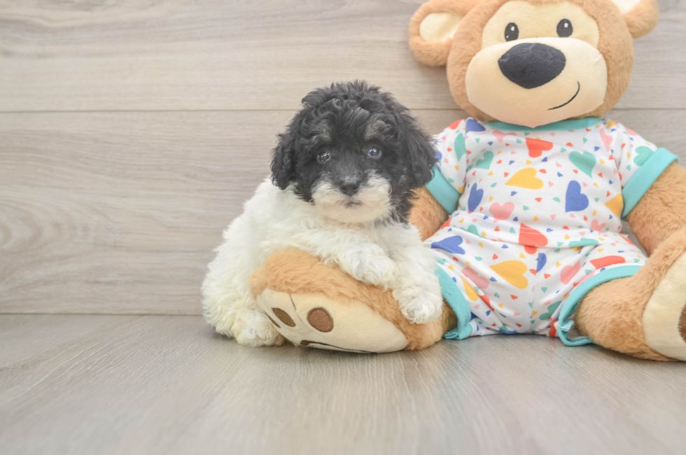 5 week old Havapoo Puppy For Sale - Premier Pups