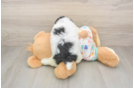 Little Havadoodle Poodle Mix Puppy