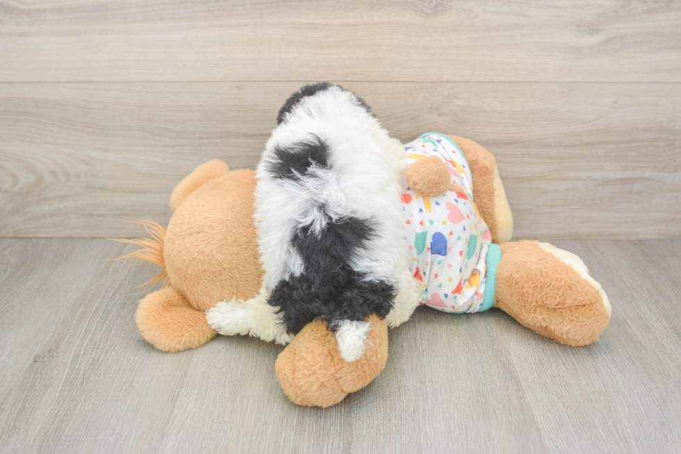 Little Havadoodle Poodle Mix Puppy