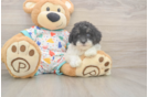 Petite Havapoo Poodle Mix Pup