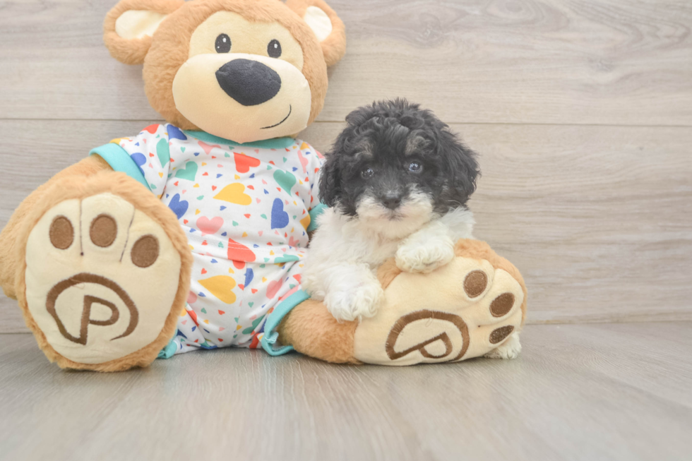Petite Havapoo Poodle Mix Pup