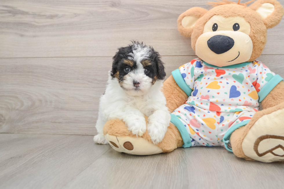 Havapoo Puppy for Adoption