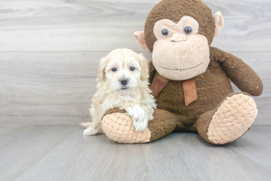 Hypoallergenic Havanese Poodle Mix Puppy