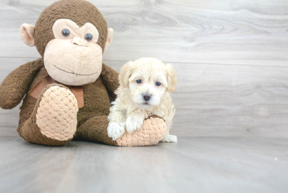 Smart Havapoo Poodle Mix Pup