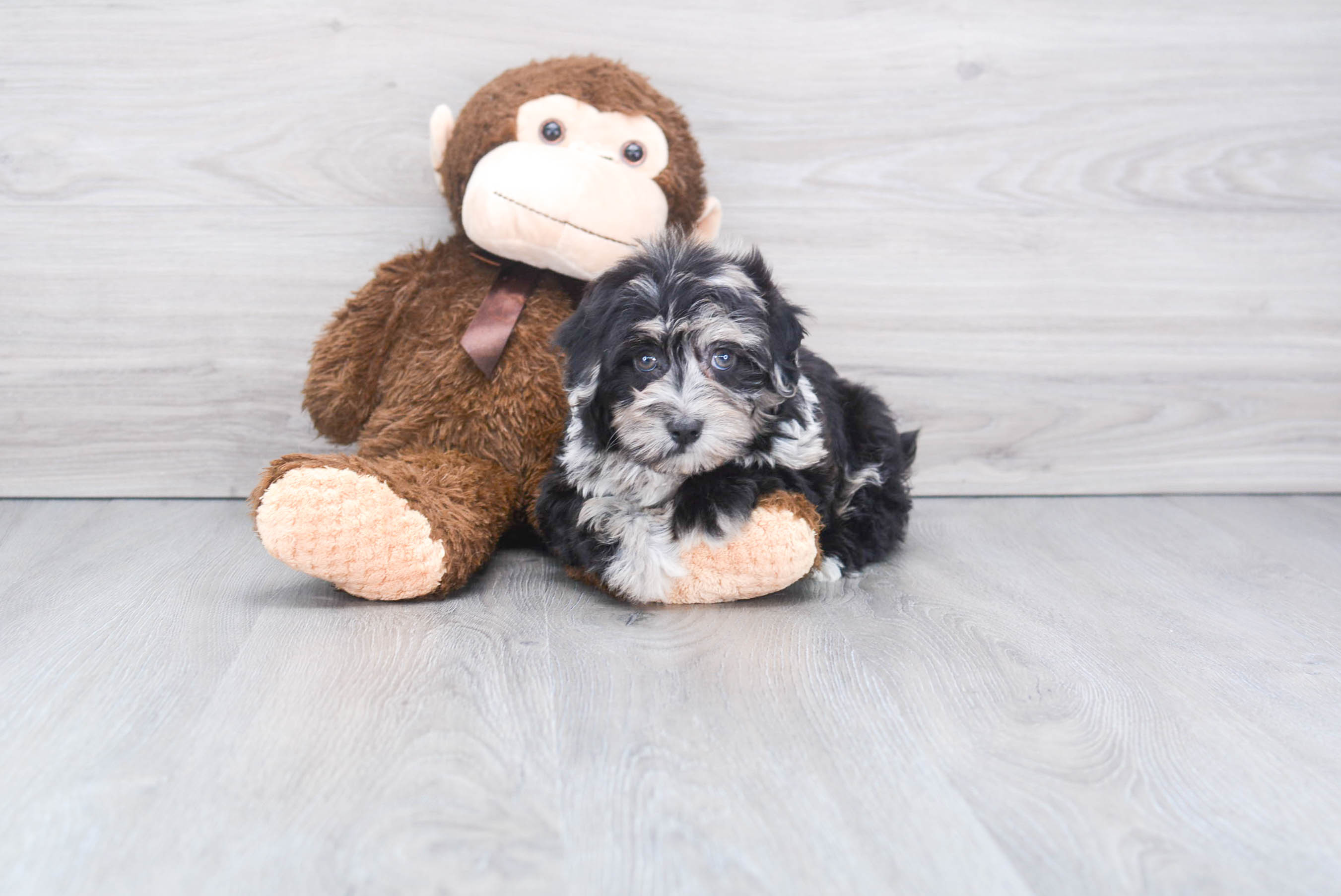 Havapoo Puppy for Adoption