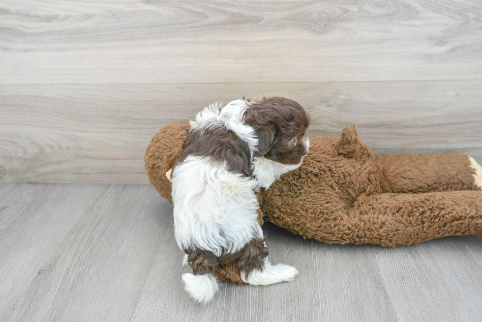 Popular Havapoo Poodle Mix Pup
