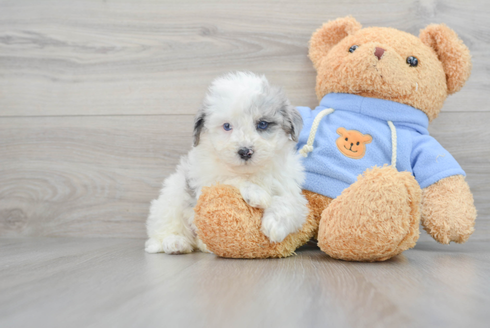 Hypoallergenic Havadoodle Poodle Mix Puppy