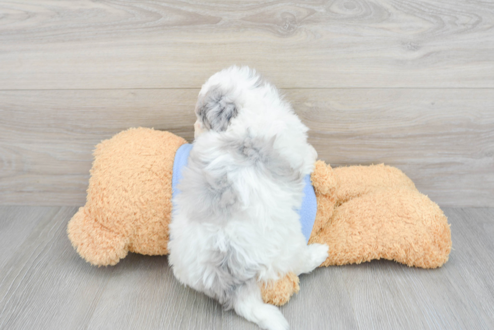 Adorable Havadoodle Poodle Mix Puppy