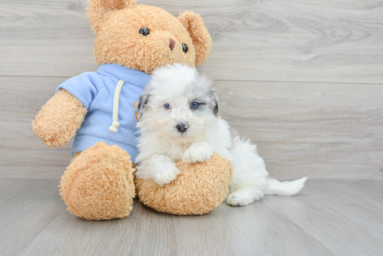 Havapoo Pup Being Cute