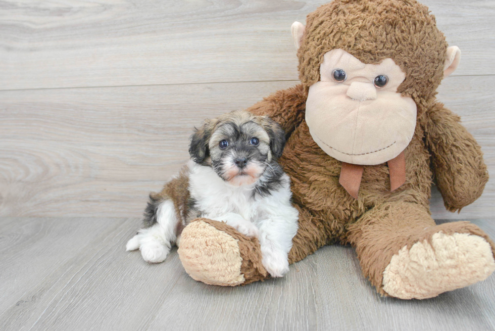 Funny Havapoo Poodle Mix Pup