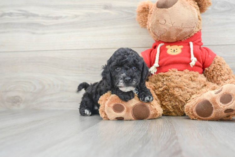 Energetic Havadoodle Poodle Mix Puppy