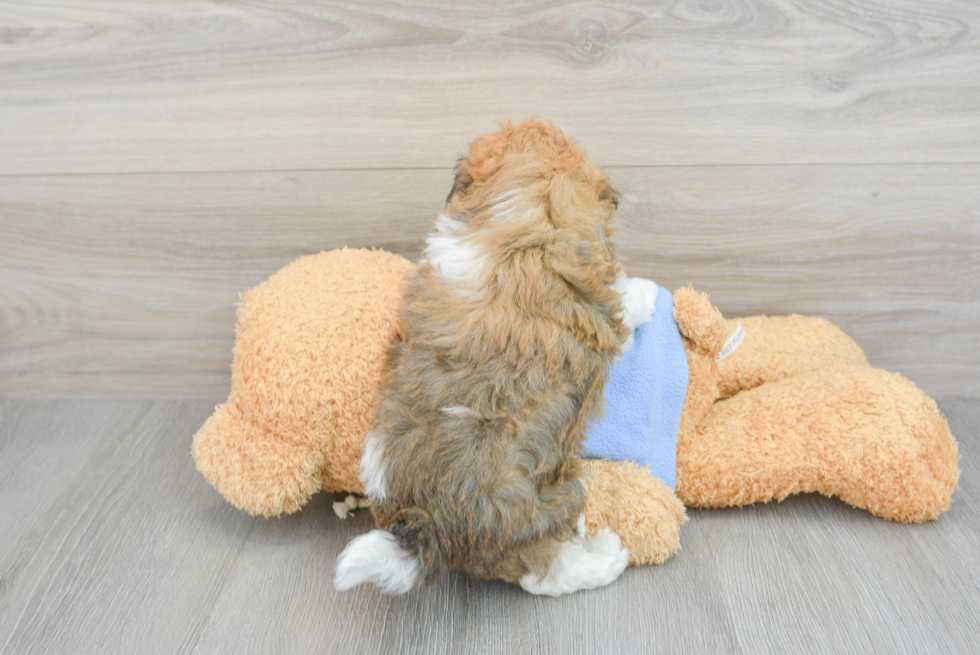 Popular Havapoo Poodle Mix Pup