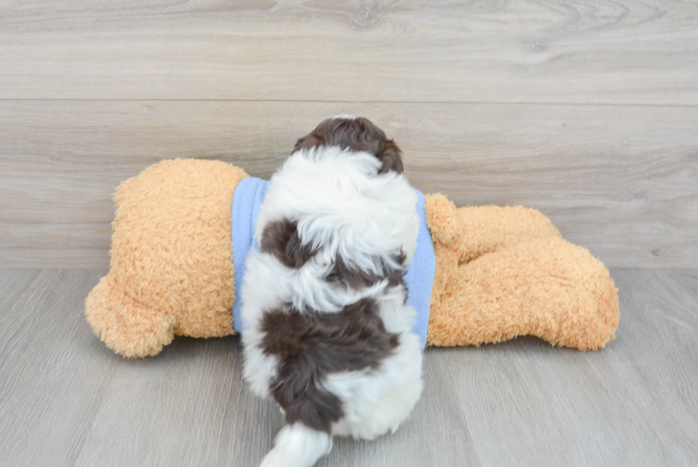 Havapoo Puppy for Adoption