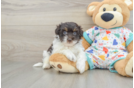 Playful Havadoodle Poodle Mix Puppy