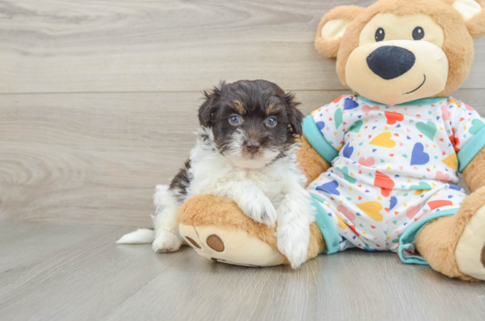 Playful Havadoodle Poodle Mix Puppy