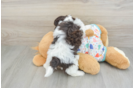 Funny Havapoo Poodle Mix Pup
