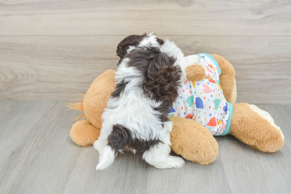 Funny Havapoo Poodle Mix Pup