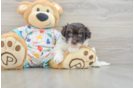 Smart Havapoo Poodle Mix Pup