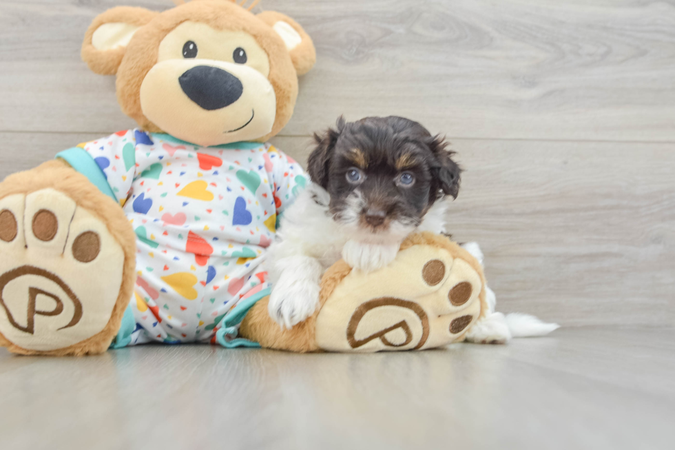 Smart Havapoo Poodle Mix Pup