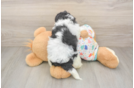 Havapoo Puppy for Adoption