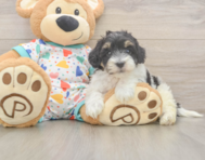 6 week old Havapoo Puppy For Sale - Premier Pups