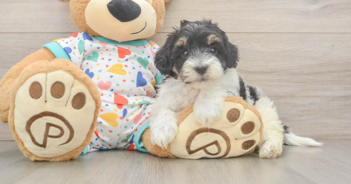 Havapoo Sticker Hypoallergenic Havapoo Vinnie: 3lb 9oz Doodle Puppy