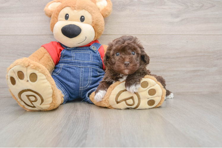 Popular Havapoo Poodle Mix Pup