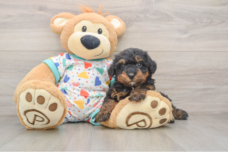 Energetic Havadoodle Poodle Mix Puppy