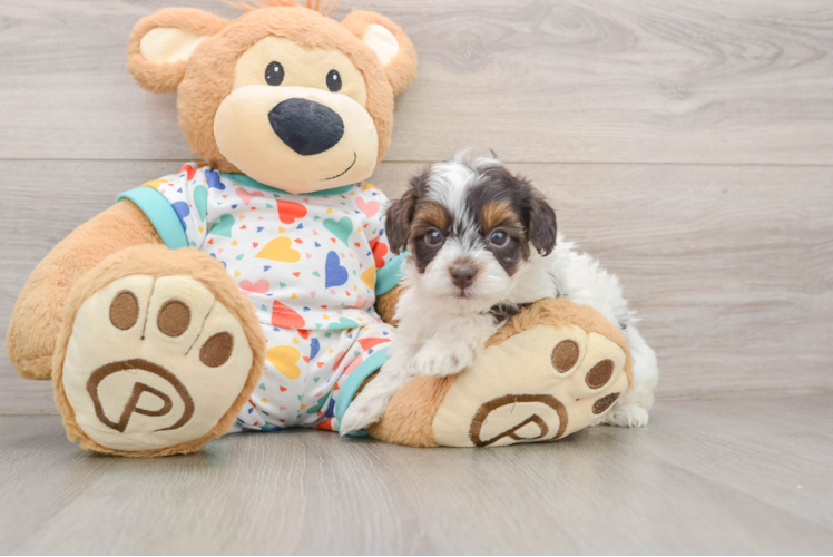 Havapoo Pup Being Cute