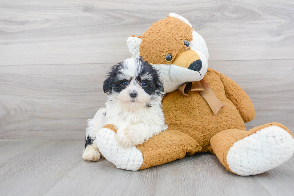 Hypoallergenic Havadoodle Poodle Mix Puppy