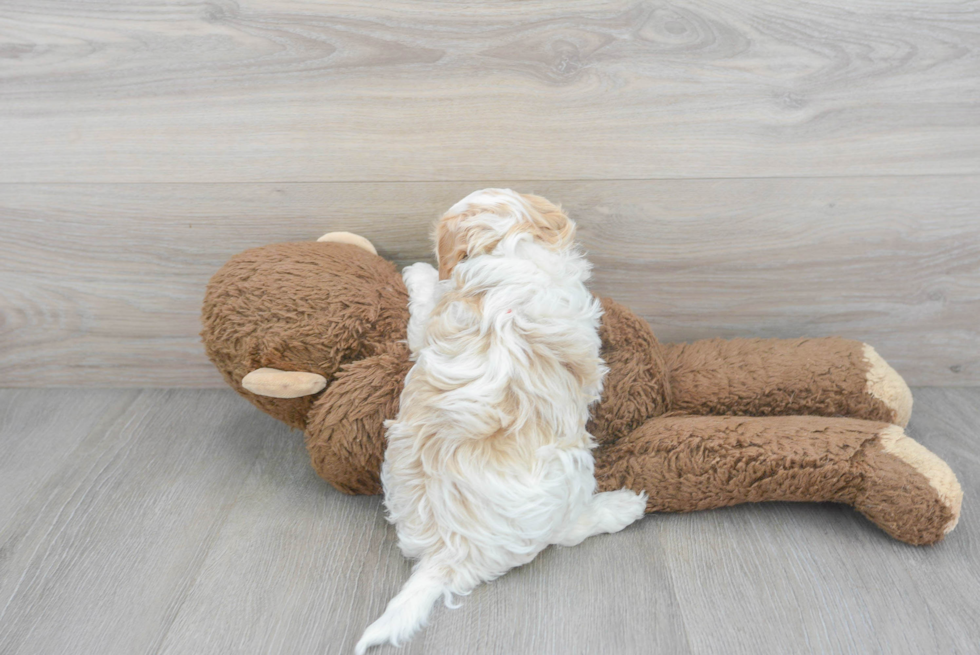 Playful Havanese Poodle Mix Puppy