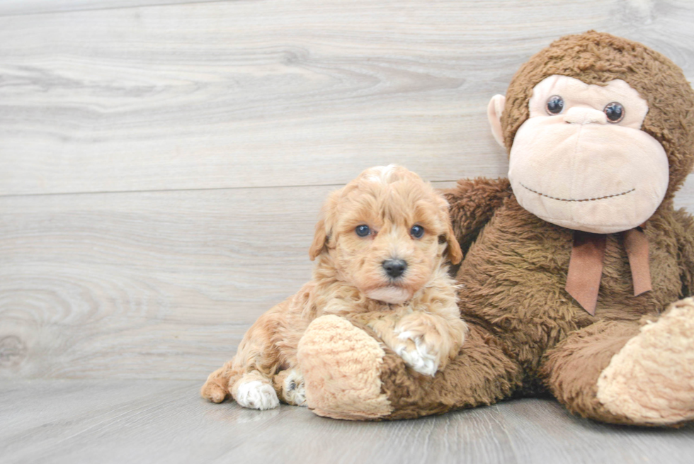 Popular Havapoo Poodle Mix Pup