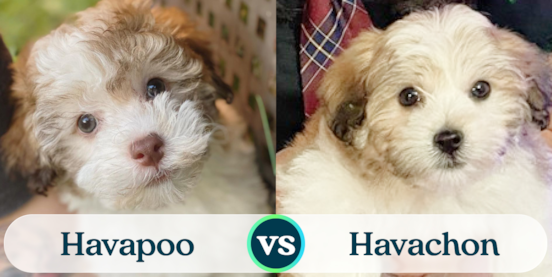 Havapoo vs Havachon Comparison