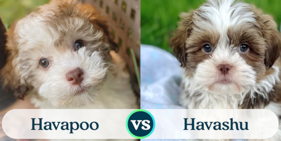 Havapoo vs Havashu Comparison